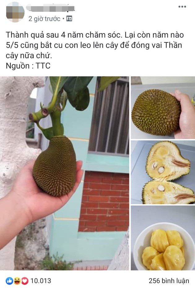 Than thở cây mít chỉ ra quả tí hon sau 4 năm chăm bẵm, chủ nhà lại khiến dân mạng xuýt xoa khi bổ ra-1