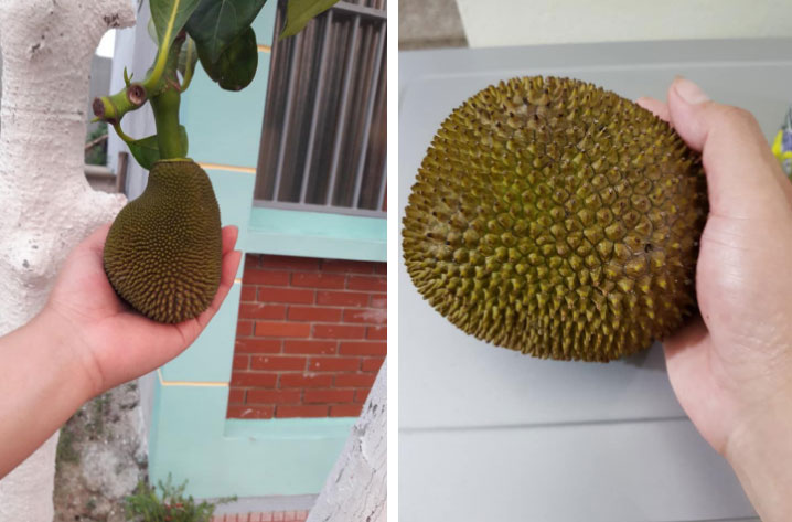 Than thở cây mít chỉ ra quả tí hon sau 4 năm chăm bẵm, chủ nhà lại khiến dân mạng xuýt xoa khi bổ ra-2