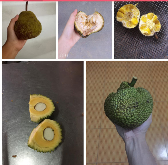 Than thở cây mít chỉ ra quả tí hon sau 4 năm chăm bẵm, chủ nhà lại khiến dân mạng xuýt xoa khi bổ ra-4