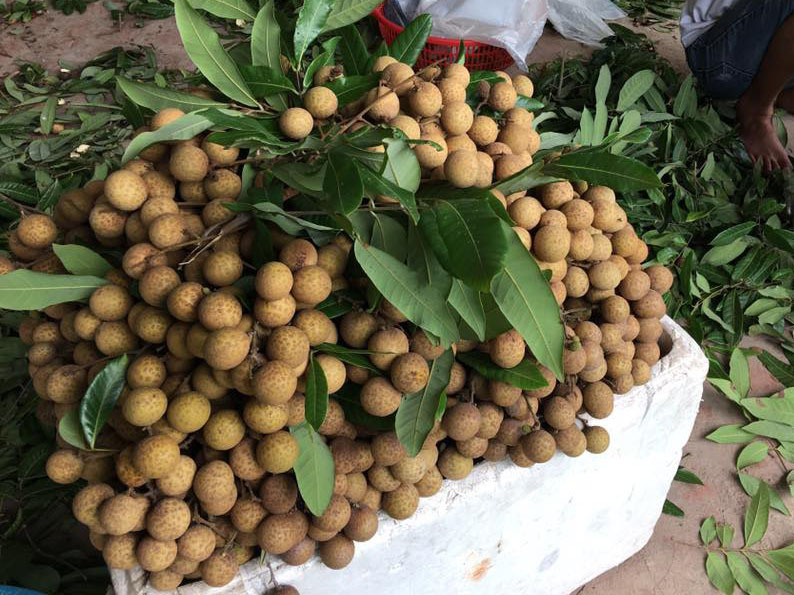 Bao trọn cây nhãn tiến vua hiếm có, tự hái ăn cả mùa quá đã-3