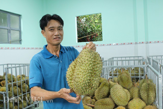 Đóng băng múi sầu riêng bán ra Thủ đô, lão nông lời 7 tỷ mỗi năm-1