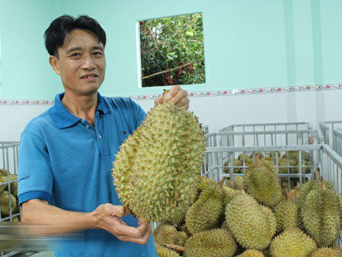 Chuyện lạ Đắk Nông, 36 cây sầu riêng thu 500 triệu đồng-5