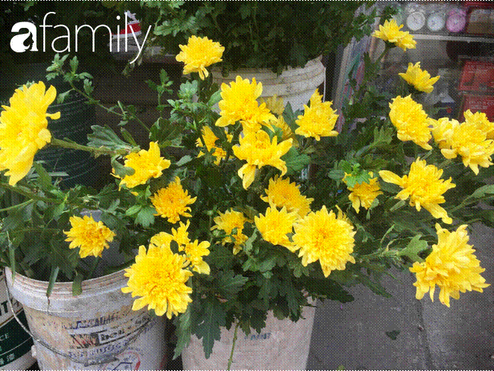 Rằm tháng 7 đến gần, giá hoa tươi tăng gấp đôi, có loại tăng giá gấp 3 - 4 lần mà vẫn không đủ bán-4