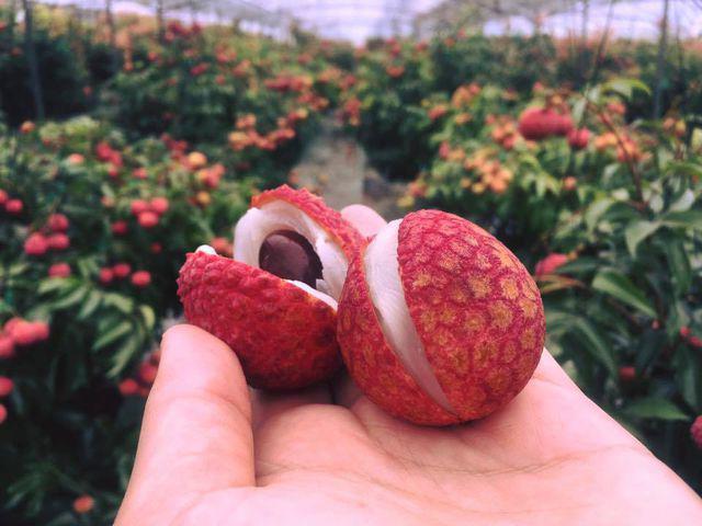 Vải thiều Nhật Bản 1 triệu/6 quả vẫn đắt hàng ở Việt Nam-2