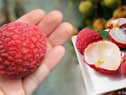 Ba mươi năm, lão nông Sán Dìu tạo quả vải thiều đắt nhất Việt Nam-7