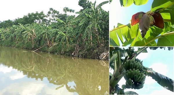 Đặc sản chuối mật mốc bán chạy như tôm tươi ngày Rằm tháng Bảy-1