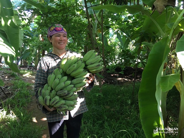 Đặc sản chuối mật mốc bán chạy như tôm tươi ngày Rằm tháng Bảy-2