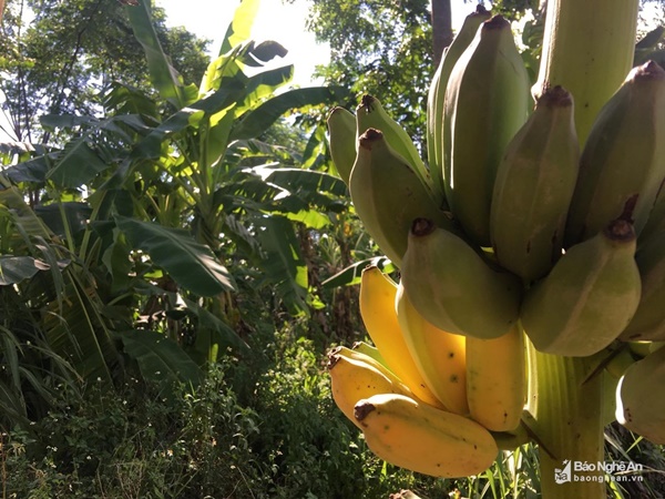 Đặc sản chuối mật mốc bán chạy như tôm tươi ngày Rằm tháng Bảy-3