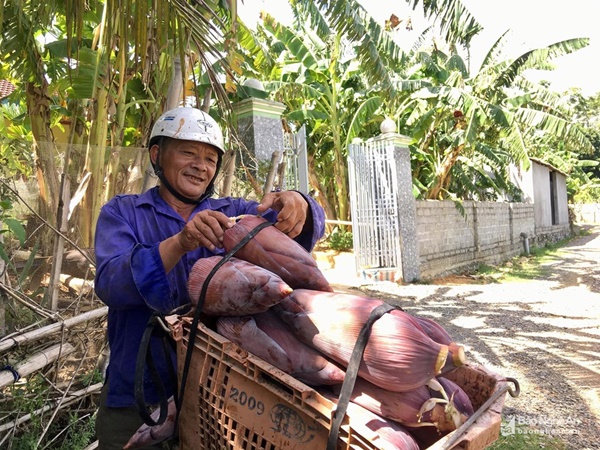 Đặc sản chuối mật mốc bán chạy như tôm tươi ngày Rằm tháng Bảy-4