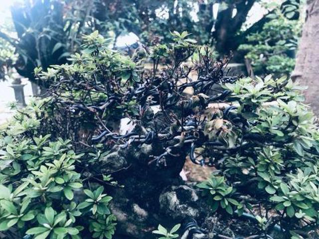 Thê thảm khu vườn nhà Trầm Bê, đại gia mất trắng chục tỷ-1