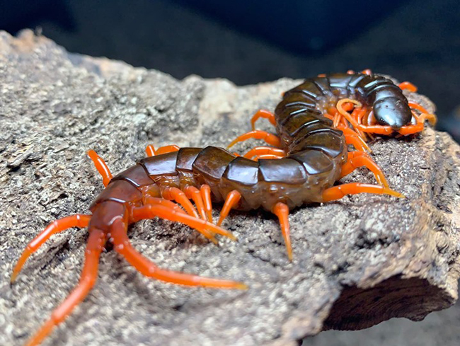 Nuôi loài vật tử thần làm thú cưng, bán hơn chục triệu một con-10