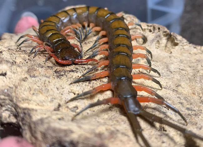 Nuôi loài vật tử thần làm thú cưng, bán hơn chục triệu một con-11