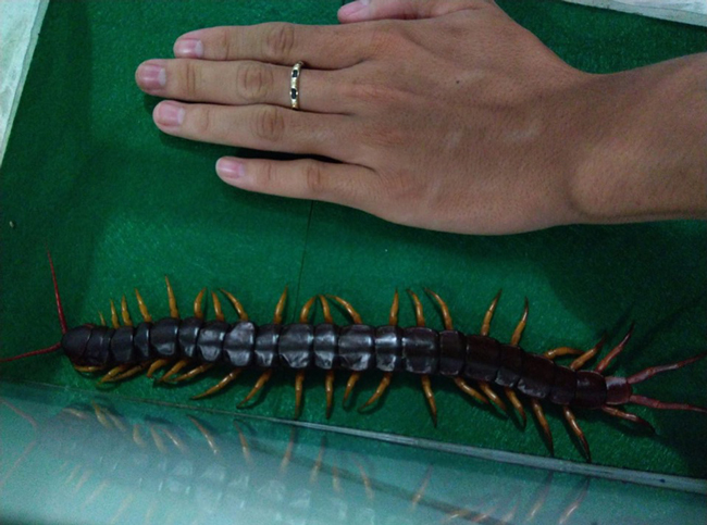 Nuôi loài vật tử thần làm thú cưng, bán hơn chục triệu một con-12