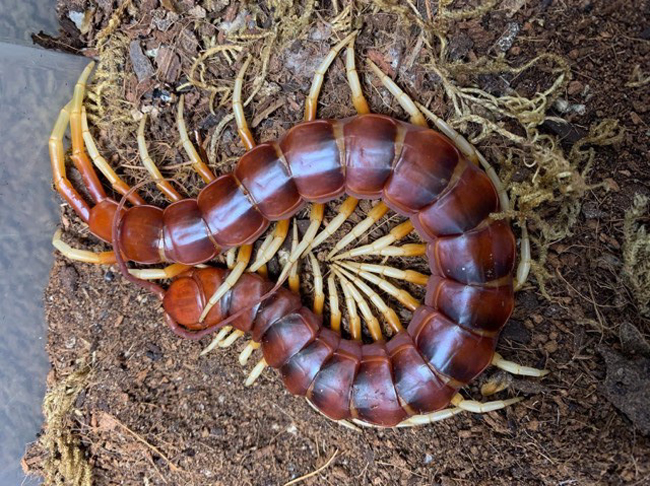 Nuôi loài vật tử thần làm thú cưng, bán hơn chục triệu một con-13