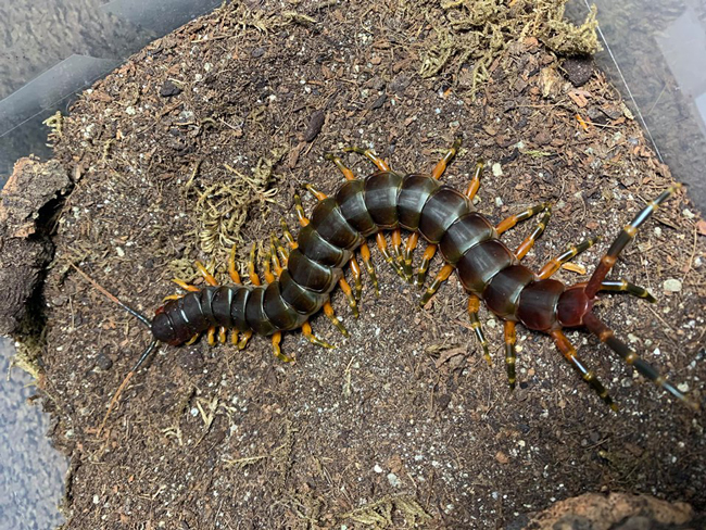 Nuôi loài vật tử thần làm thú cưng, bán hơn chục triệu một con-1