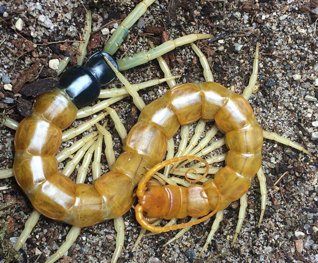 Nuôi loài vật tử thần làm thú cưng, bán hơn chục triệu một con-2