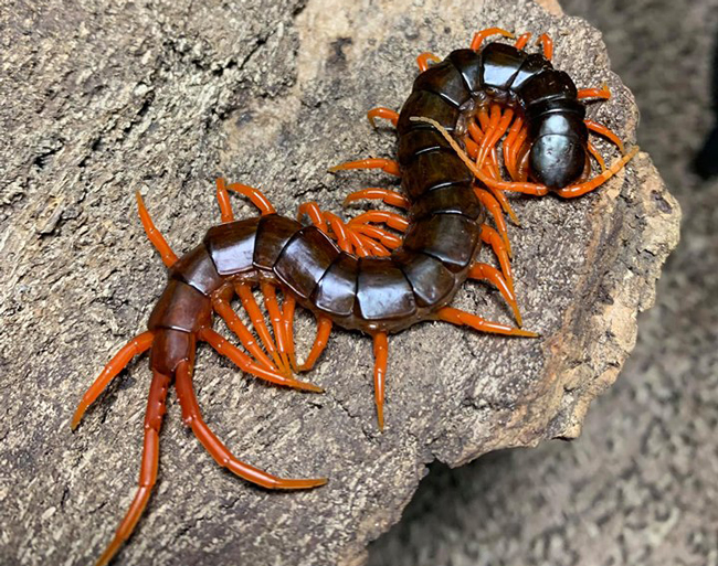 Nuôi loài vật tử thần làm thú cưng, bán hơn chục triệu một con-3