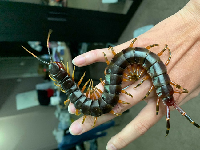 Nuôi loài vật tử thần làm thú cưng, bán hơn chục triệu một con-4