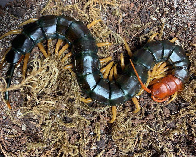 Nuôi loài vật tử thần làm thú cưng, bán hơn chục triệu một con-5