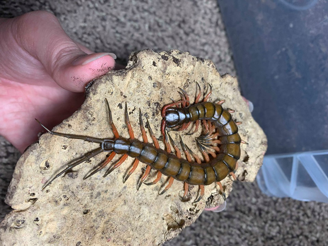 Nuôi loài vật tử thần làm thú cưng, bán hơn chục triệu một con-7