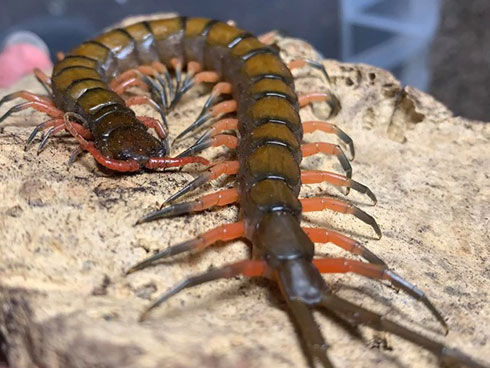 Hơn 800 triệu cho một con mèo nhân bản tại Trung Quốc-3