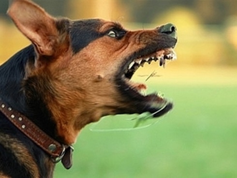 Bé trai 4 tuổi bị chó Pitbull cắn đứt khí quản, nhập viện trong tình trạng nguy kịch-2