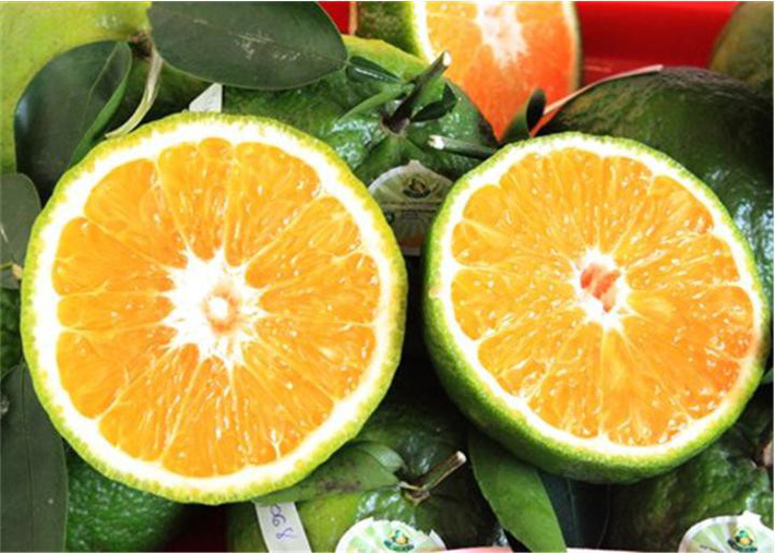 Điểm mặt những loại trái cây không hạt đang gây sốt trên thị trường-2
