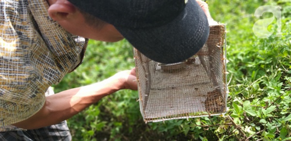 Cận cảnh bẫy rắn hổ mang chúa dài hàng mét, từng tấn công người đi đường tại khu đô thị Hà Nội-6