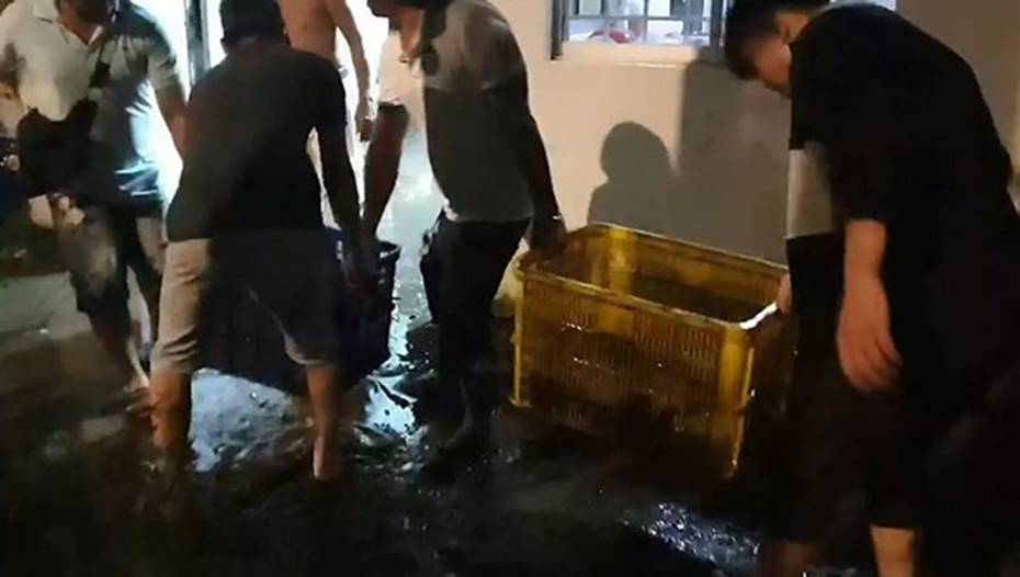 Clip: Xe tải lật ngang, gần 3 tấn cá rô bò lổn nhổn trên quốc lộ-1