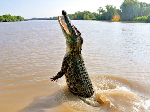 Nhóm trẻ em bơi lội, chơi đùa cùng cá sấu dưới nước trong lúc ông bố vẫn thản nhiên quay phim khiến nhiều người rùng mình-2
