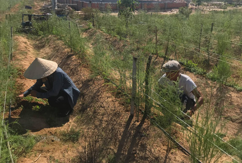 Gã khùng” mát tay trồng măng tây trên cát, 1 tháng lãi 100 triệu-2