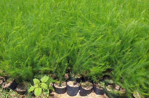 Gã khùng” mát tay trồng măng tây trên cát, 1 tháng lãi 100 triệu-3