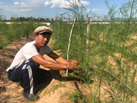 Gã “khùng” mát tay trồng măng tây trên cát, 1 tháng lãi 100 triệu