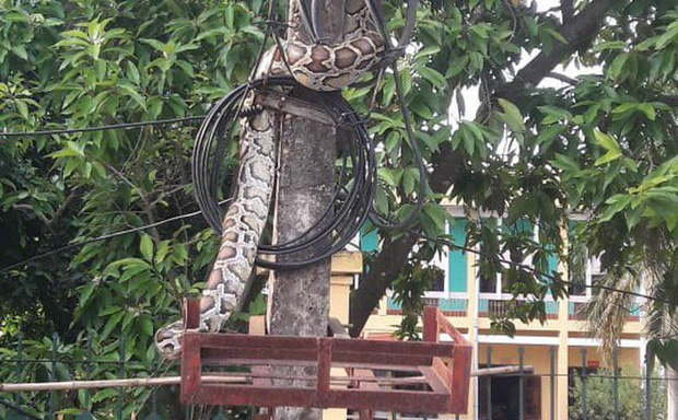 Trăn khủng vắt vẻo trên cột điện trước cổng UBND xã ở Phú Thọ đã bị người dân mổ thịt-1