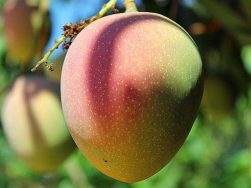 Ăn xoài theo cách này là tự đưa thuốc độc vào người-3