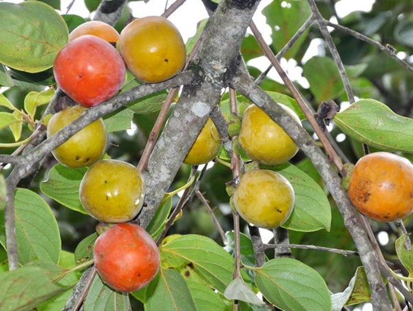 5 thực phẩm nấu không chín kỹ sẽ chuyển hóa thành chất độc, đừng ăn mà rước bệnh nguy hiểm, ung thư vào người-4