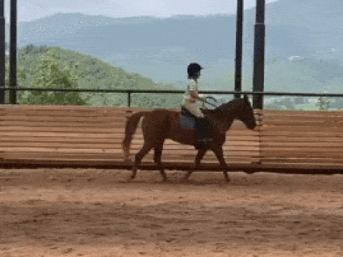 Clip công chúa út Harper Beckham cưỡi ngựa thành thục gây chú ý: Mới thế mà đã ra dáng thiếu nữ lắm rồi!