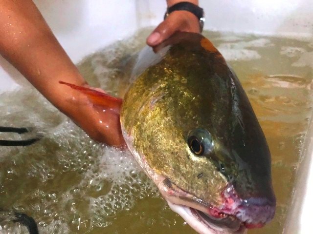 Câu được cá lạ 7kg nghi sủ vàng quý hiếm trên sông Gianh-2