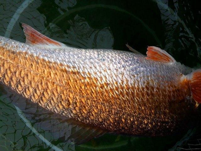 Câu được cá lạ 7kg nghi sủ vàng quý hiếm trên sông Gianh-3