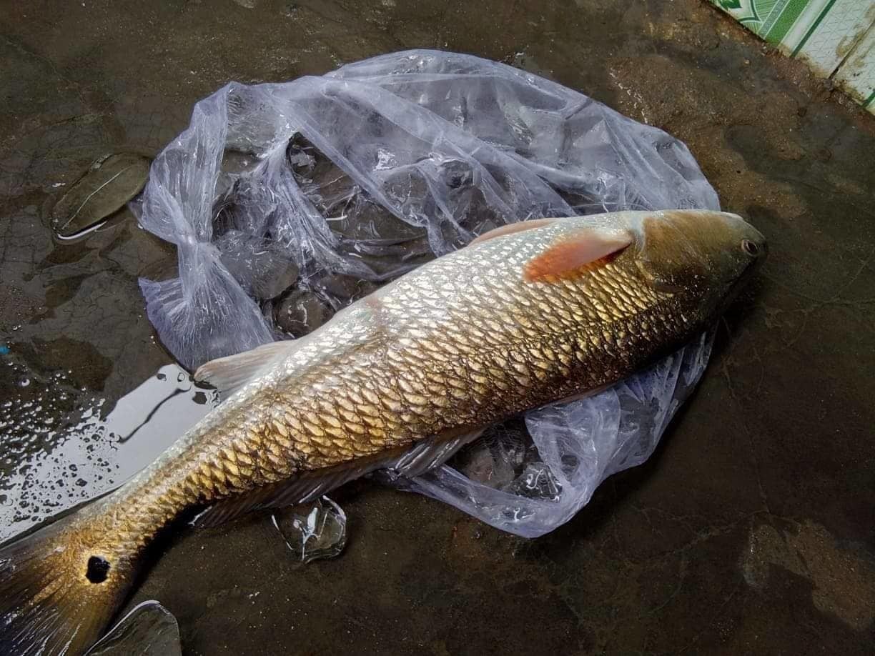 Câu được cá lạ 7kg nghi sủ vàng quý hiếm trên sông Gianh-4