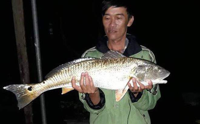 Câu được cá lạ 7kg nghi sủ vàng quý hiếm trên sông Gianh-5