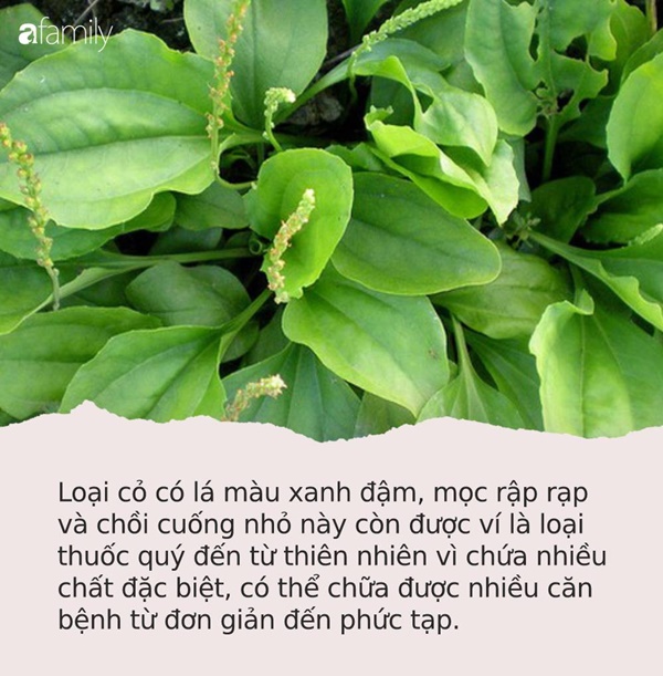 Loại cỏ siêu quyền lực” mọc hoang ở Việt Nam: Giúp cai nghiện thuốc lá, ức chế tế bào ung thư và nhiều bệnh khác-1