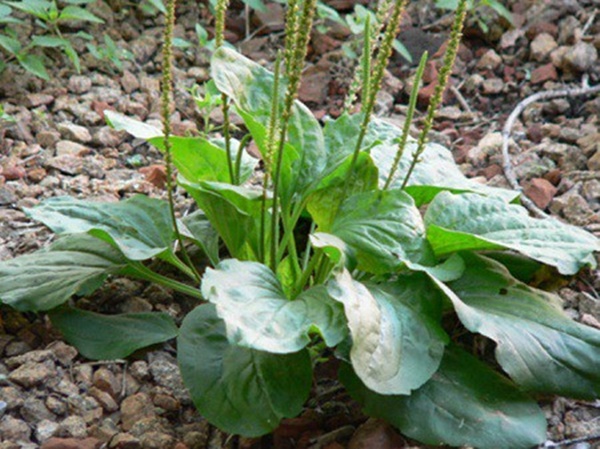 Loại cỏ siêu quyền lực” mọc hoang ở Việt Nam: Giúp cai nghiện thuốc lá, ức chế tế bào ung thư và nhiều bệnh khác-3