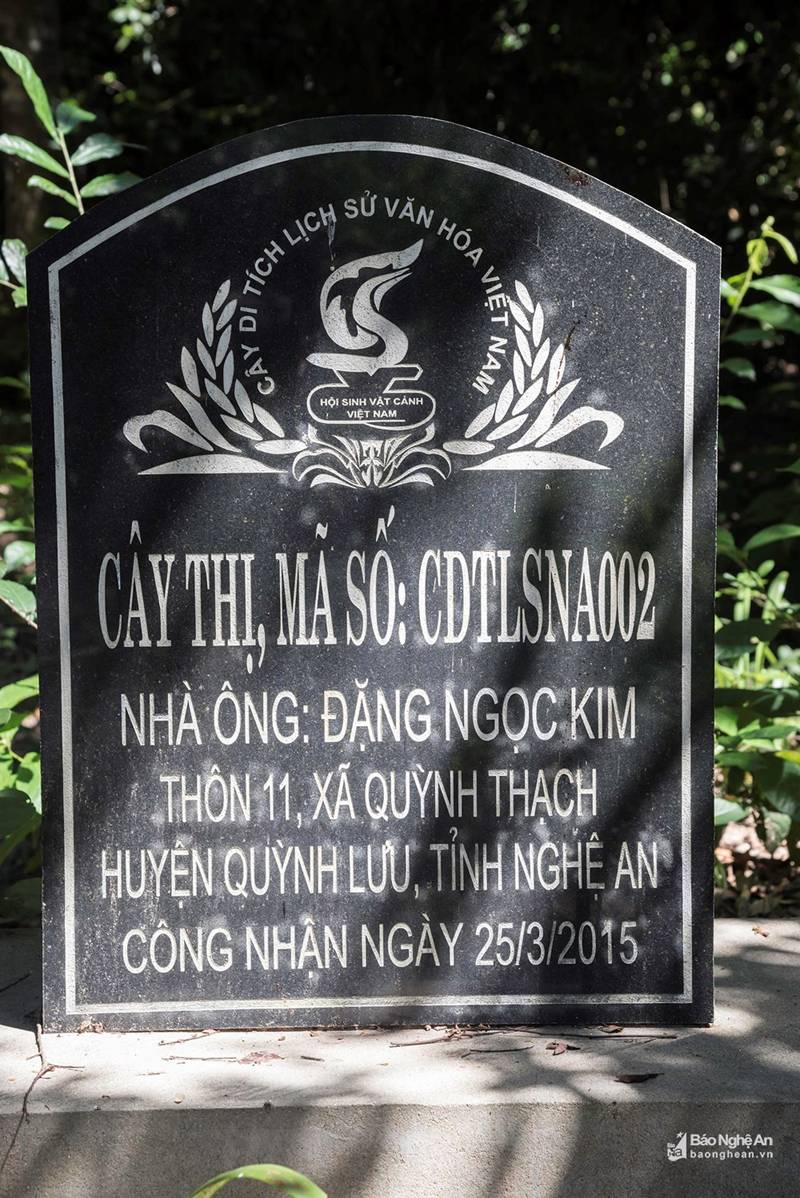 Cụ thị khủng 200 tuổi vẫn đẻ sòn sòn trái chín vàng, thơm nức-3