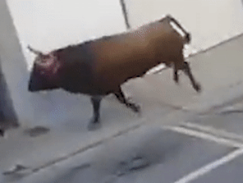 Bò tót nhảy qua rào chắn khiến nhiều người bị thương-1