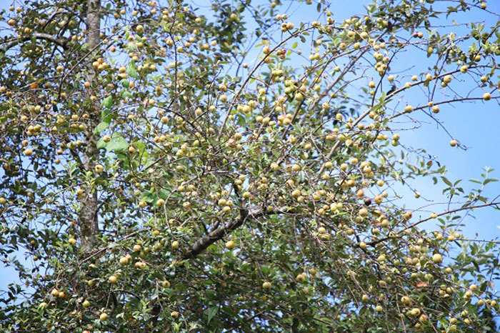 Vua táo mèo giàu bất ngờ, biệt thự to trên núi, mỗi năm thu tiền tỷ-1