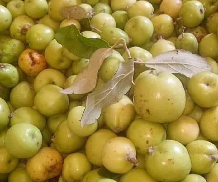 Vua táo mèo giàu bất ngờ, biệt thự to trên núi, mỗi năm thu tiền tỷ-2