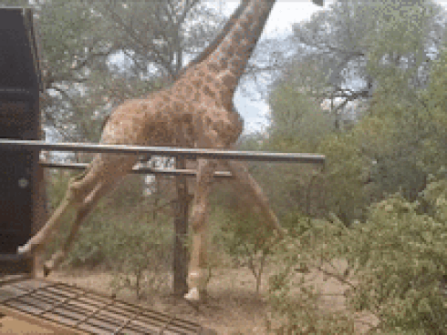 Thế giới động vật luôn có muôn điều kỳ diệu-1