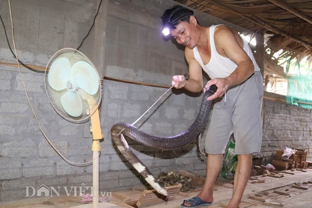 Ớn lạnh người đàn ông nuôi 1.000 con mãng xà cực độc ở Lào Cai-1