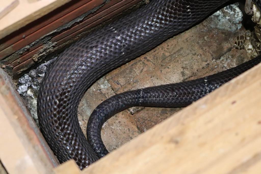 Ớn lạnh người đàn ông nuôi 1.000 con mãng xà cực độc ở Lào Cai-6